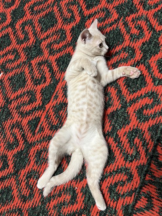 Котенок мальчик продаеться