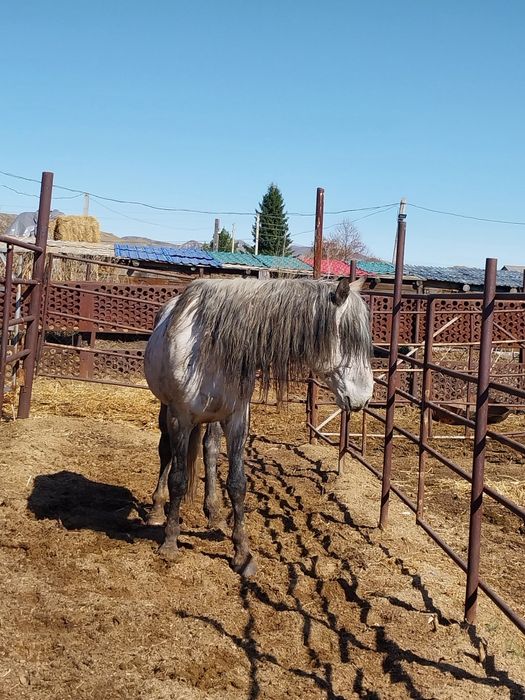 Продам жеребца возраст 8 лет