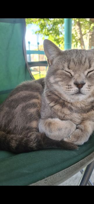 Отдам кота в добрые руки