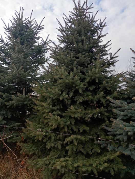 Продам ёлки молодые