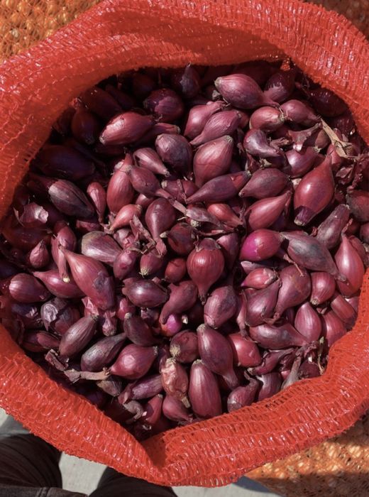 Vand arpagic Sturon si Stuttgarter Olanda