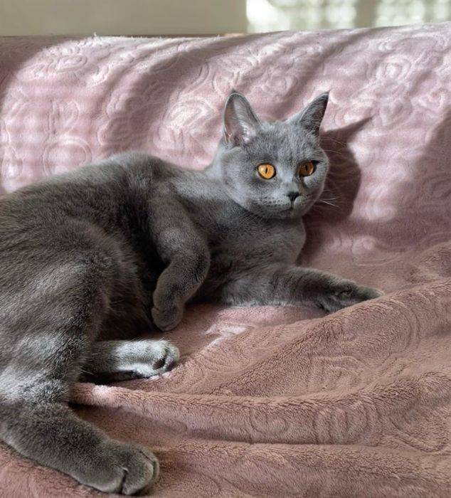 Британски късокосмести котета