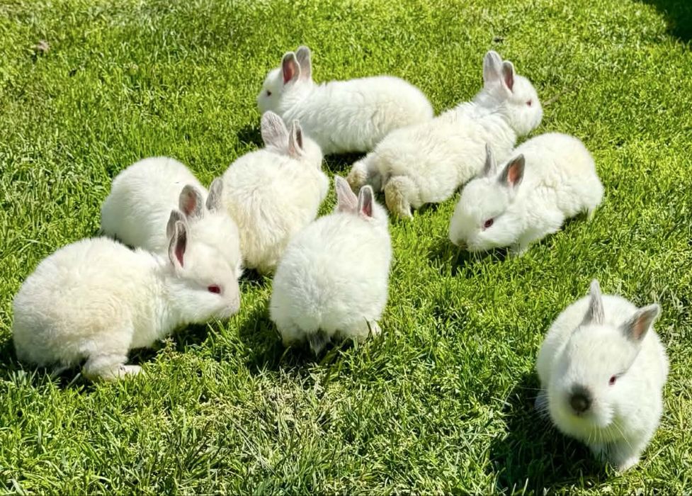 Pui Iepuri California – Vârstă 3 Săptămâni