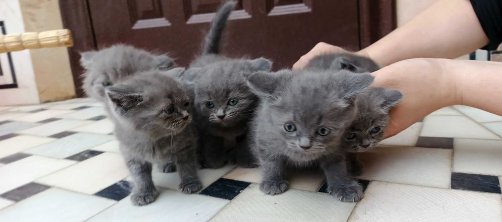 Продаются котята породы СКОТИШ СТРАЙТ: 4 мальчика 2 девочки.