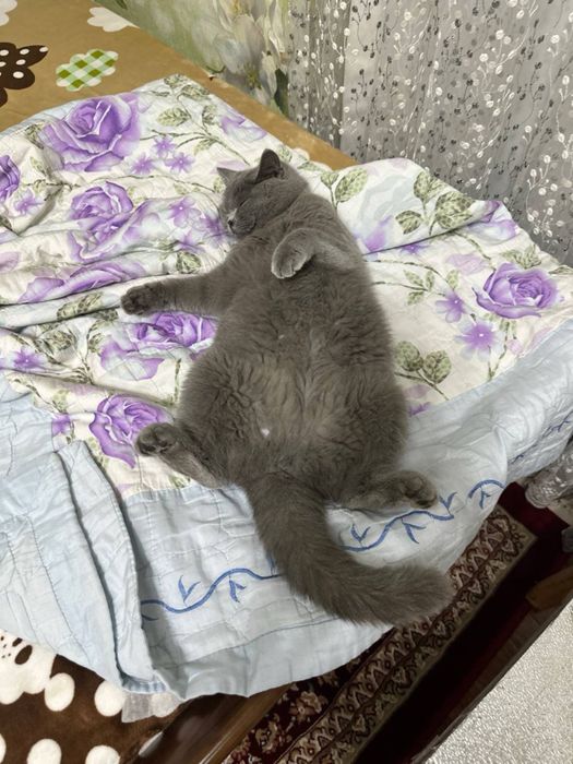 British shorthair