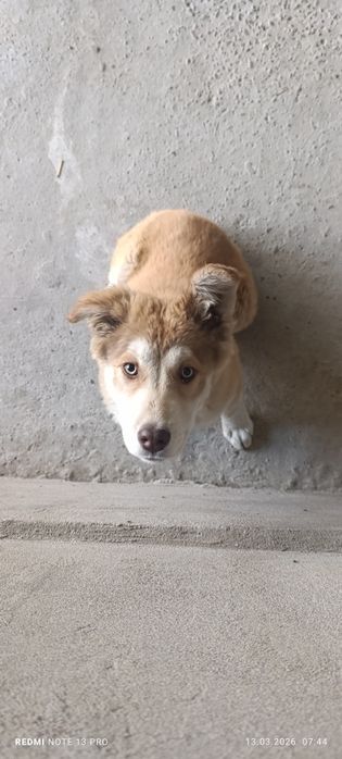 Отдам бесплатно щенка в хорошие и заботливые руки