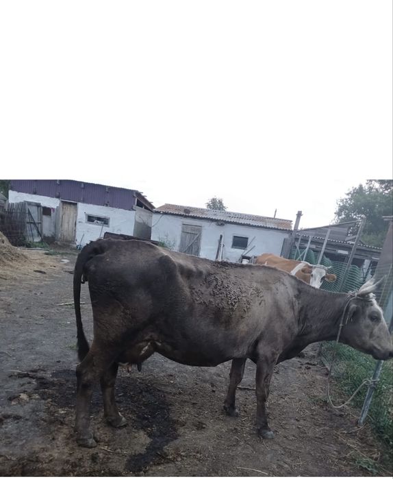 Продам корову дойную