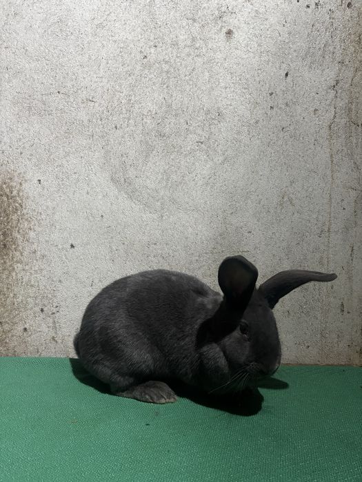 Femelă Fluture German