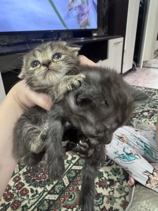Принимаю бронь на котят
