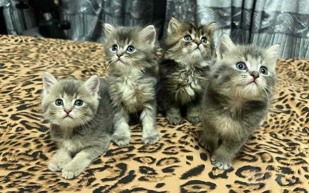 Скоттиш страйт,3  ta qoldi  800 ming so'mdan
