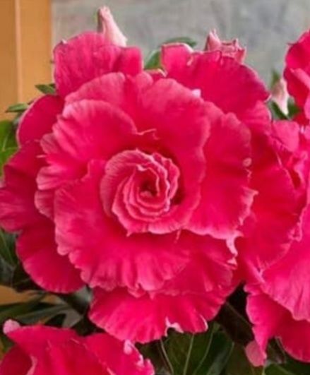 Махровые Адениумы разных сортов