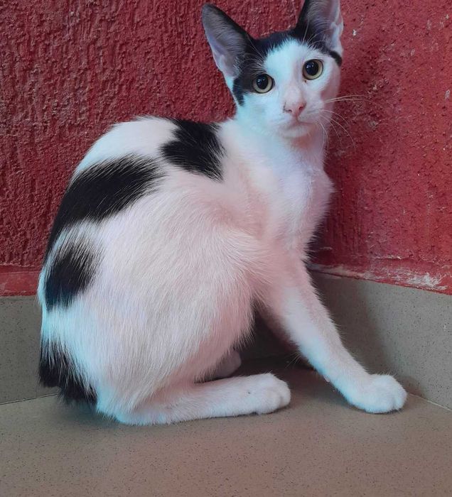 Adoptie motan castrat Zian