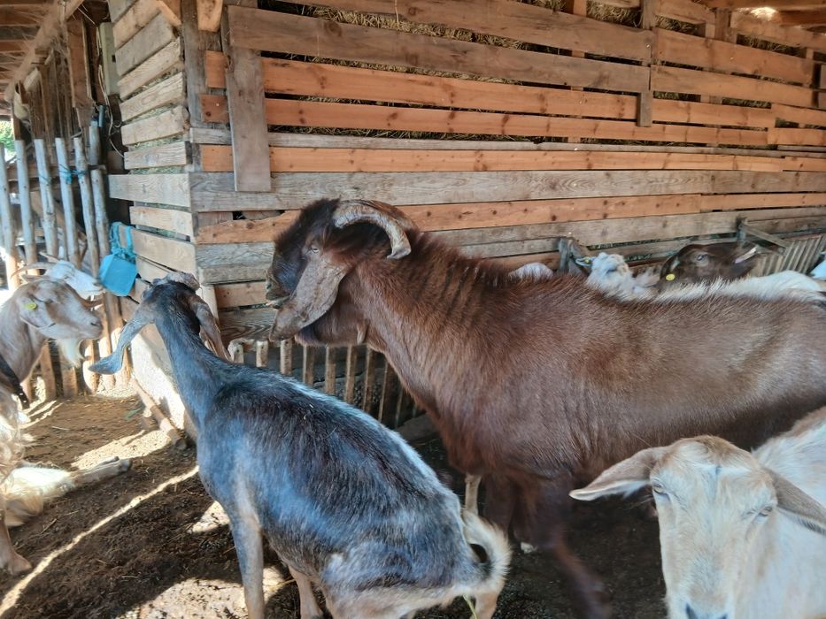 Продавам  п р ъ ч