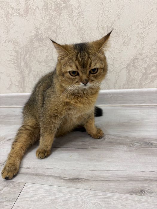 Mushukla sotiladi scottish fold va british shorthair