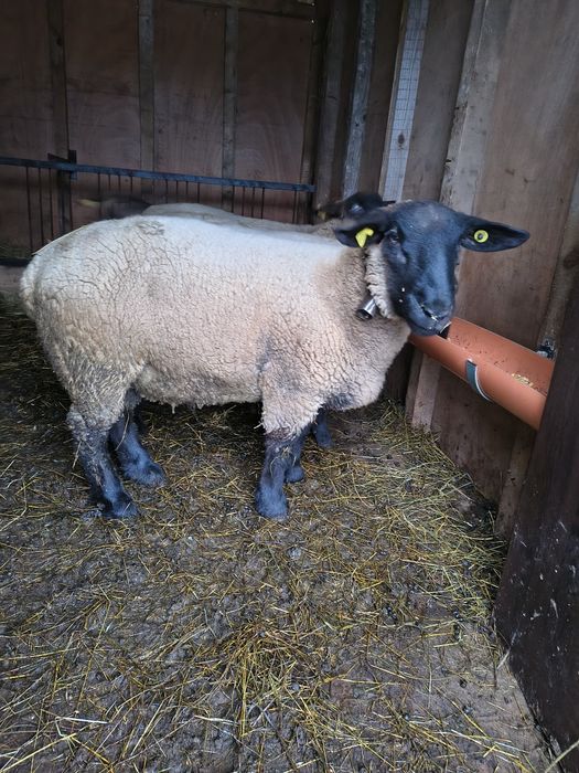 Berbec sufolk de prasila