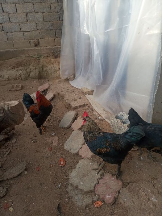 Chatishgan Qora shaxzoda xorozi