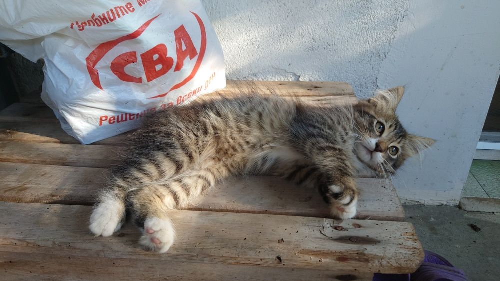 Подарявам мъжко коте
