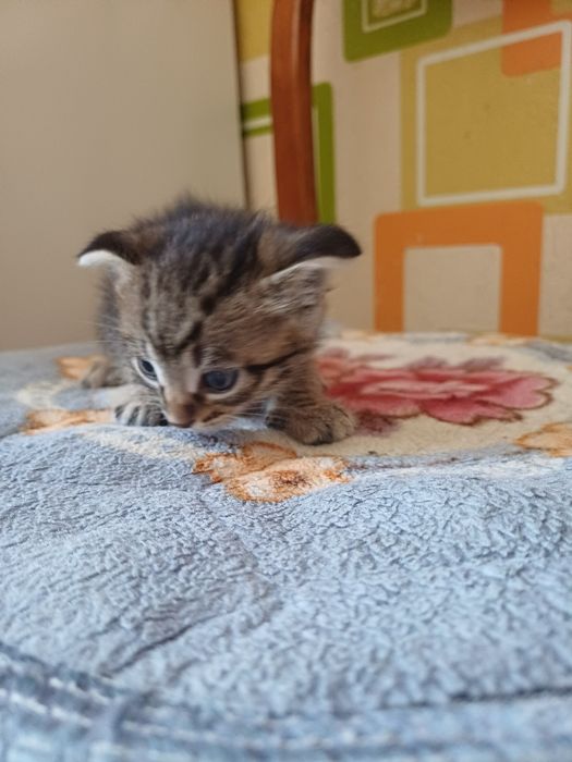 Отдам в добрые руки котят