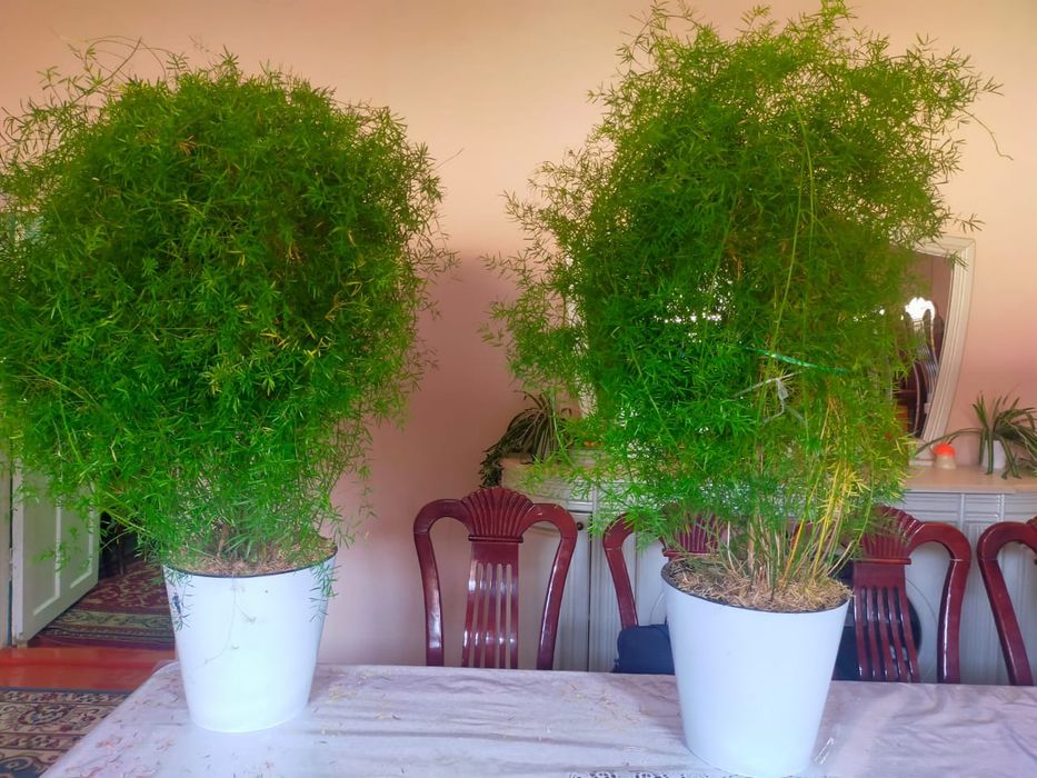 Гулдер Түркістан қаласында