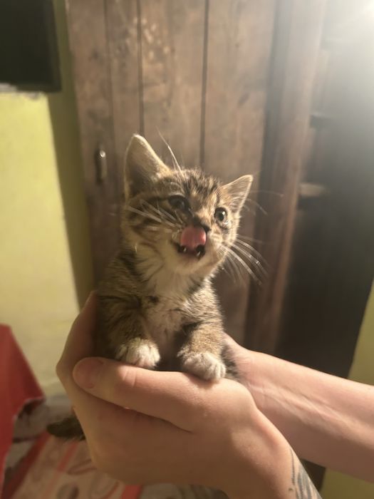 Котенок в добрые руки