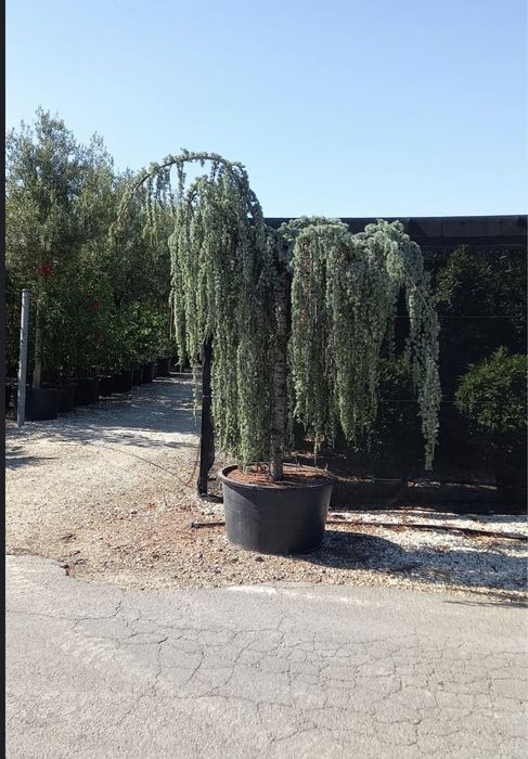 Măslini  plante Ornamentale