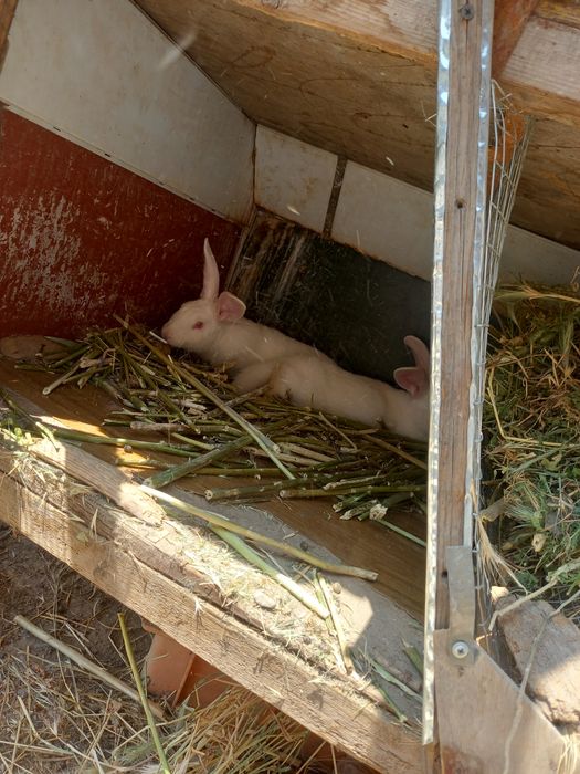 Кролики порода великан