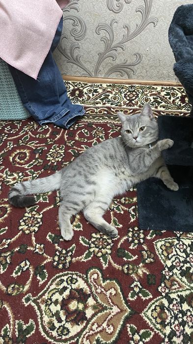 Продам британкого кота и шотланскоя вислоухая