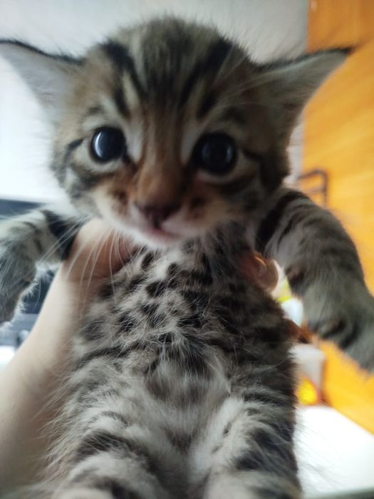 Котёнок в хорошие руки