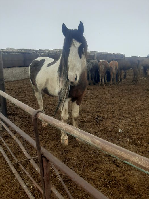 Продаётся жеребец!