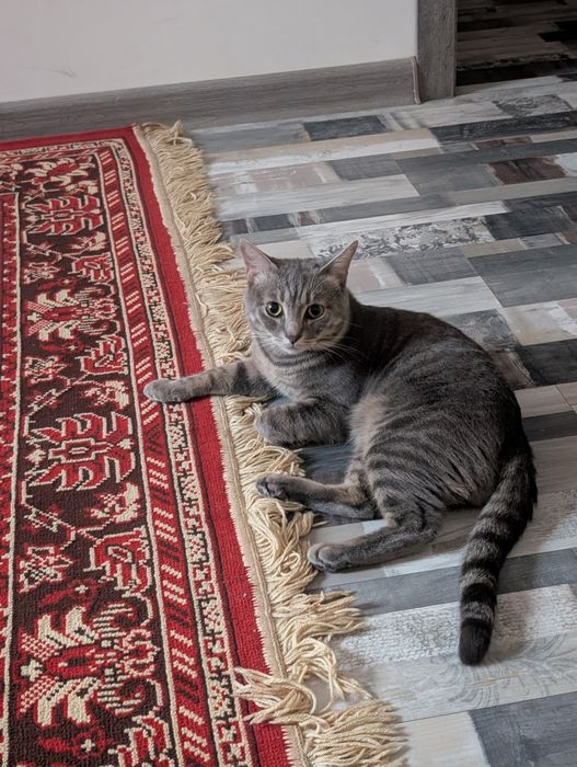 Отдам кота на время