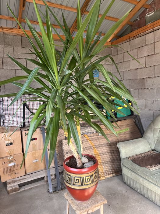 Юкка, комнатное растение