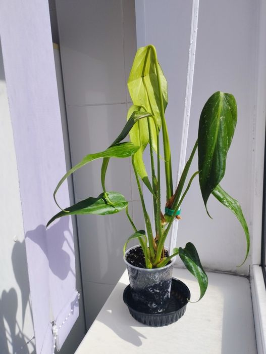 Монстера Тайское созвездие,Бурле Макс Ф, хойи , цветы