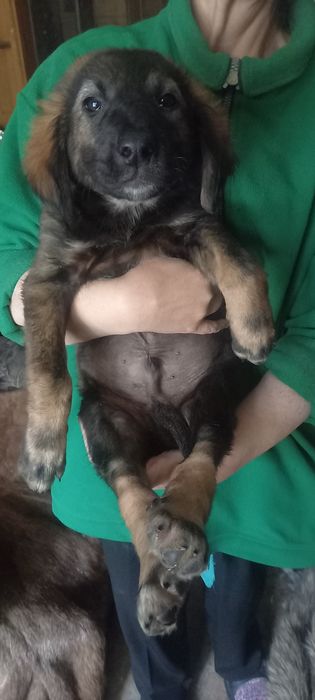 Хороший щенок в добрые руки