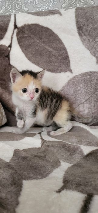 Отдам котёнка в хорошие руки