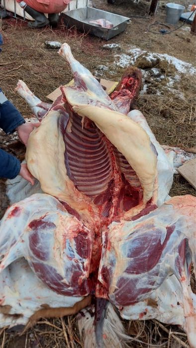 Продам конину согым