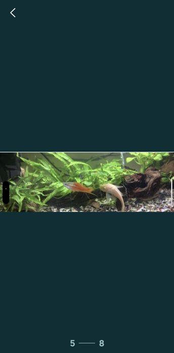 acvariu 26 l, creveți red sacura, buturuga,casuta de cocos cu plante