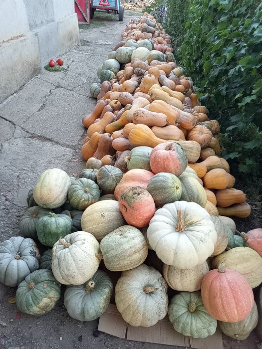 Dovleci Plăcintari Turcești și de supa&piure