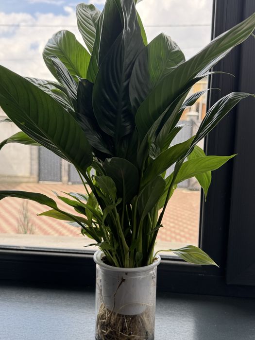 Спатифиллум женское счастье