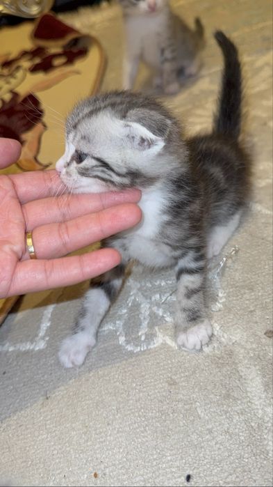 Британский мысықтар сатылымда