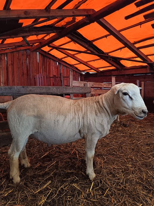 Berbeci texel de 1 an
