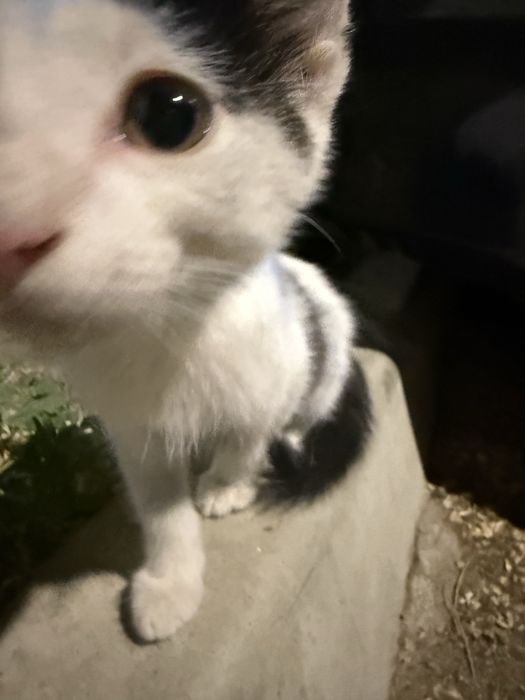 Котенок в добрые руки