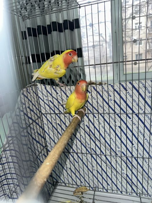 Toti qush nerazlushka