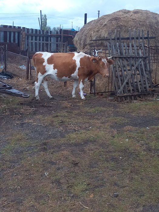 Продаются коровы
