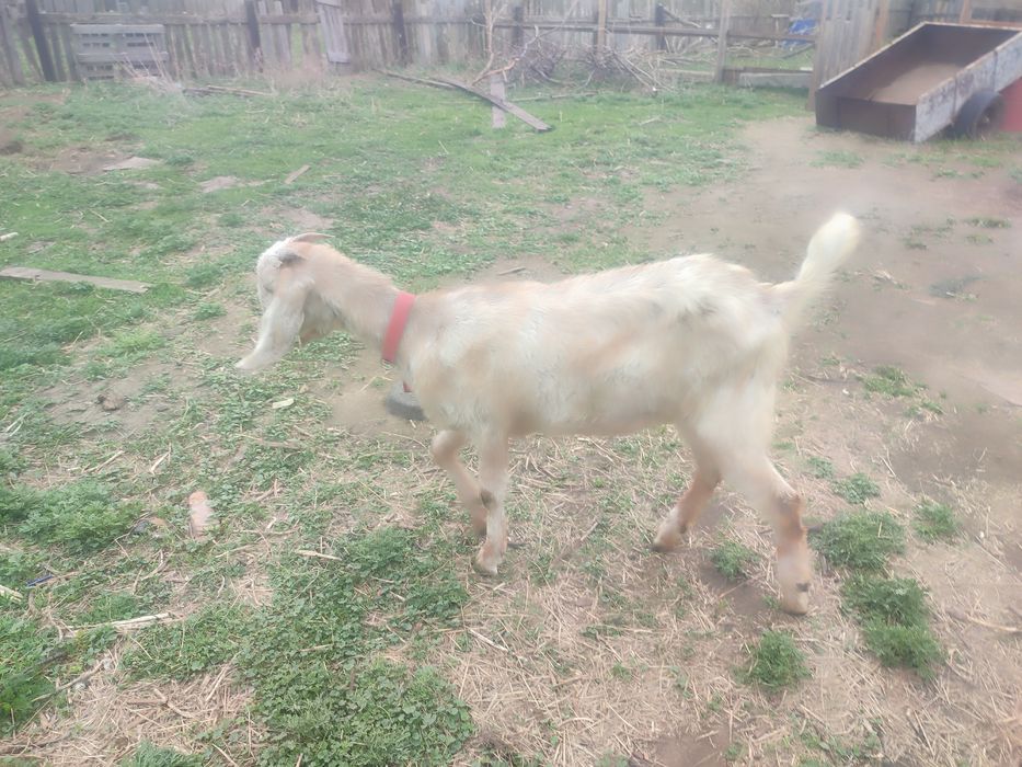 Продам три Козочки