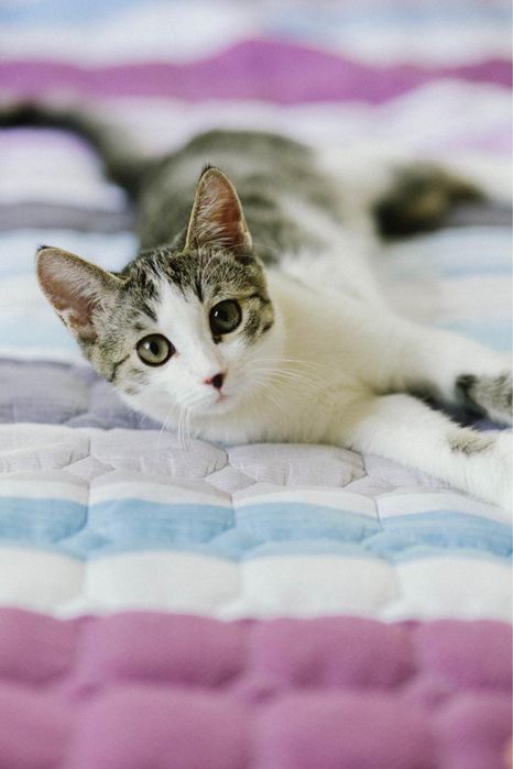 Котенок мальчик в поиске дома