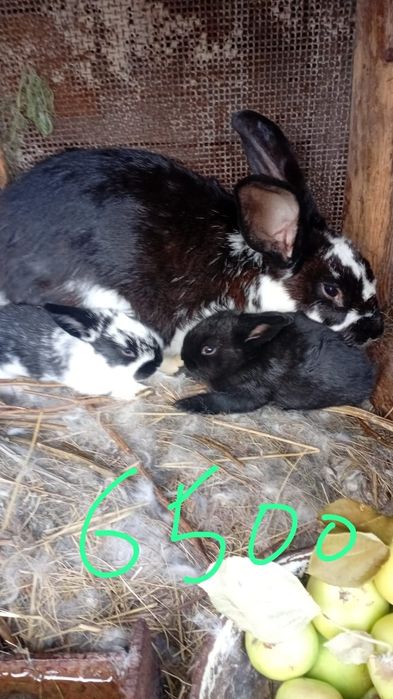 Продам кроликов и крольчат