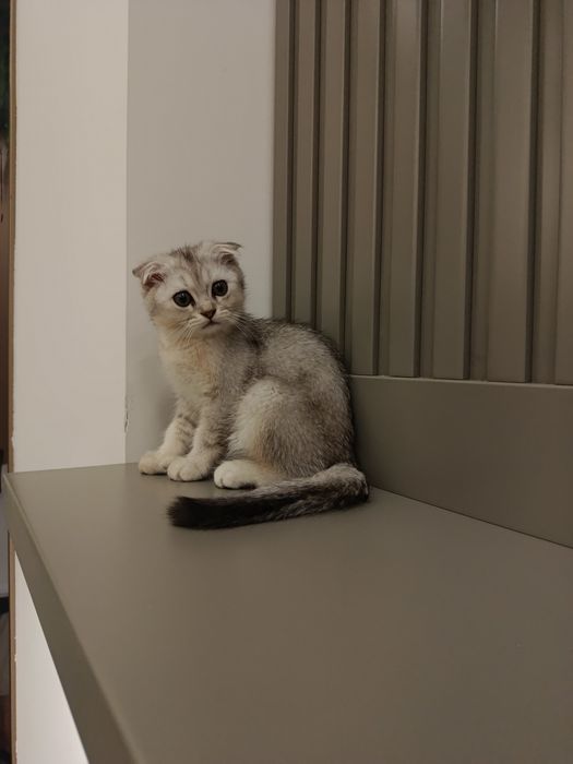 Продается котята Британский Шиншилла