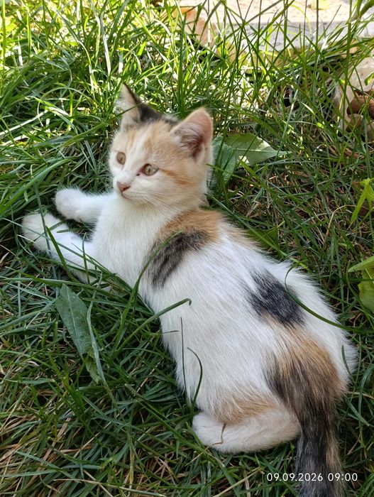 Котята ищут своих людей