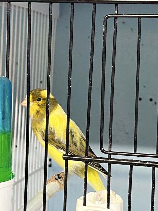 Canari timbrado clasic continuu