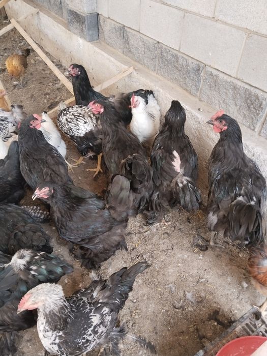 Продам цеплят пародистые кохинхин